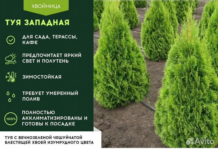 Туя в ассортименте Смарагд,Брабант,Колумна 1,5-1,8