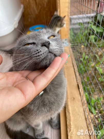 Молодая кошечка из приюта хотела бы обрести дом