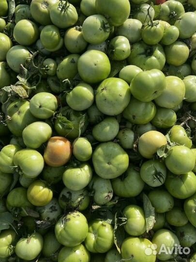 Помидоры зеленые