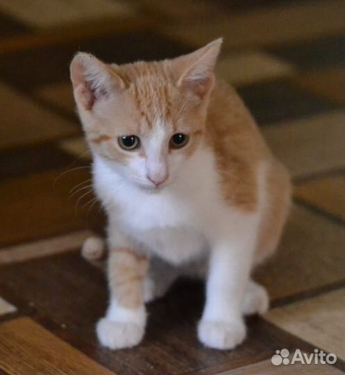 Кошка в дар бесплатно