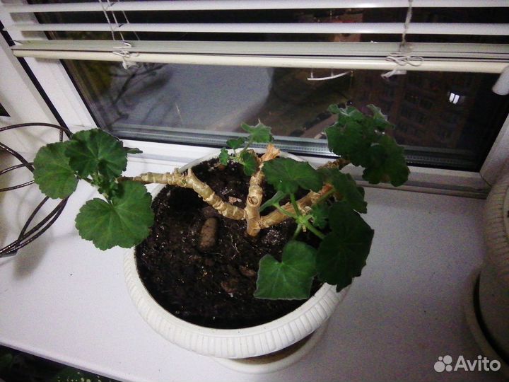 Комнатные растения