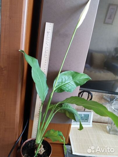 Спатифиллум