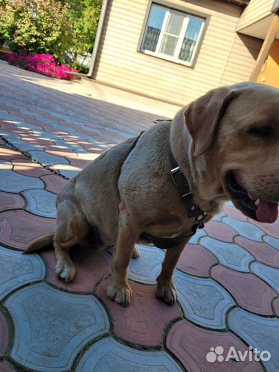 Отдам Лабрадора