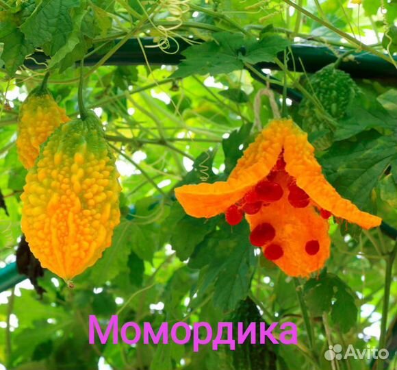 Момордика