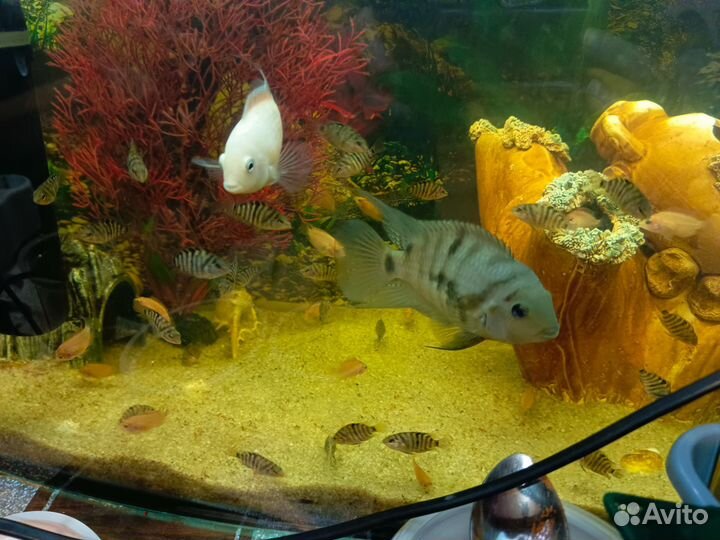 Рыбки цихлиды