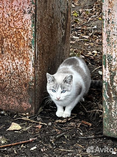 Котята и мама добрые руки