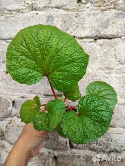 Пилеи и бегонии