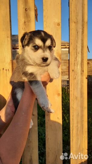 Щенки от Хаски