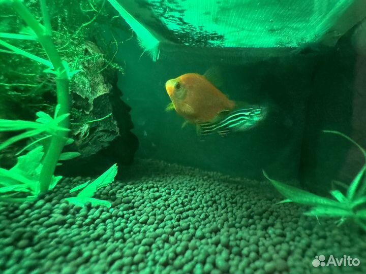 Отдам тернеции