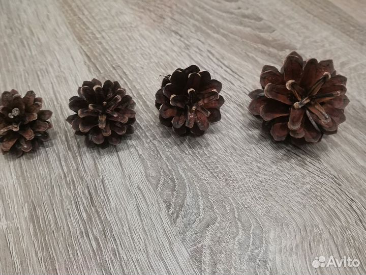 Шишки сосновый 100 штук