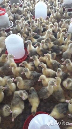 Гусята,бройлеры,муларды,индюшата,утята