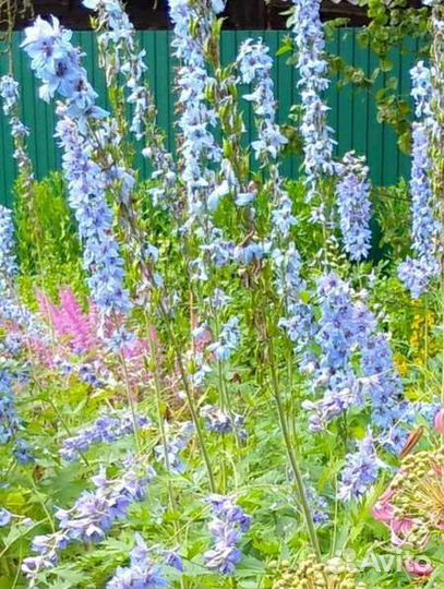 Садовые цветы многолетнии