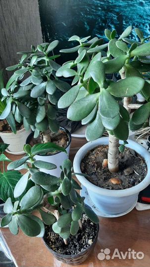 Цветы комнатные