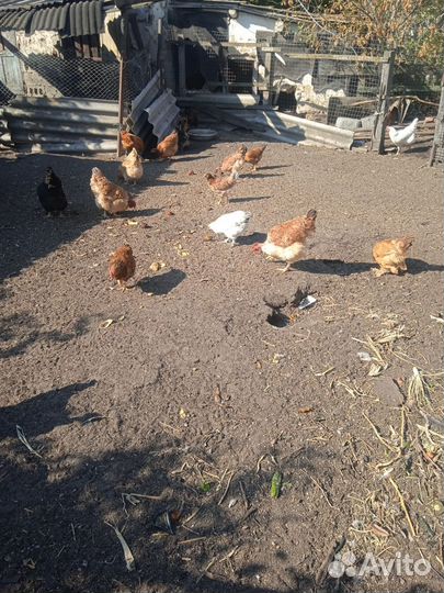 Куры молодки