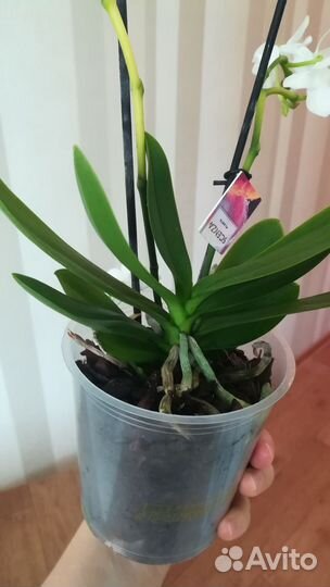 Орхидея мультифлора как «Гортензия»