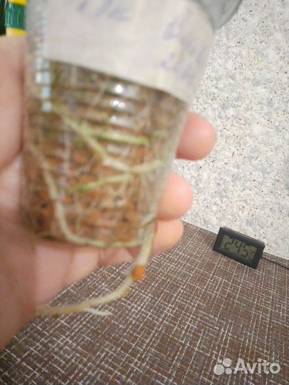 Алоказия блэк вельвет