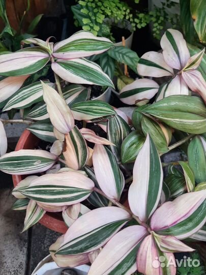 Традесканции сортовые, коллизия