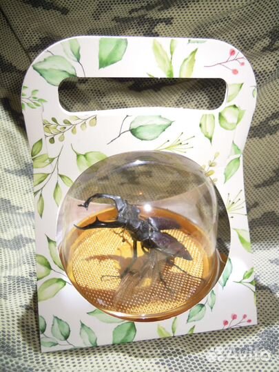 Сувенир - настоящий жук в колбе