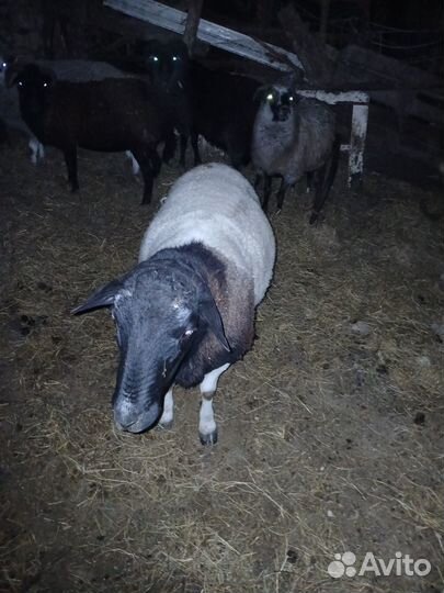 Овцы бараны