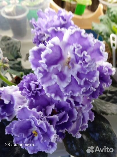 Продам сортовые фиалки