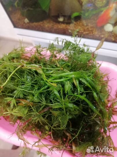 Растения в аквариум