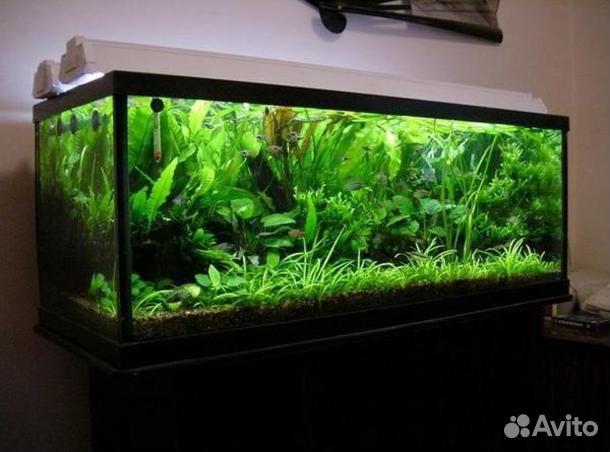 Чистка, оформление и обслуживание аквариумов