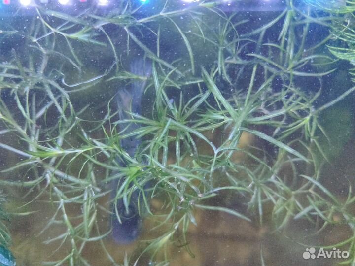 Аквариумные растения