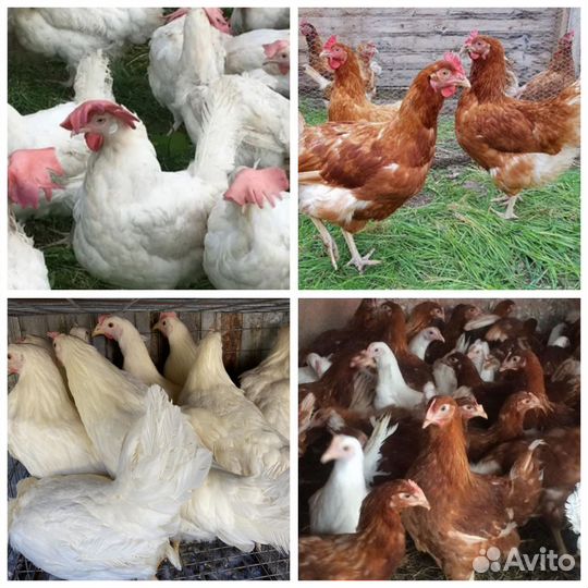 Куры Несушки и Молодки, Гусята,Бройлеры,Утята