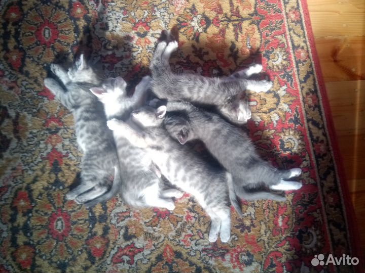 Котенок мальчик даром в добрые руки