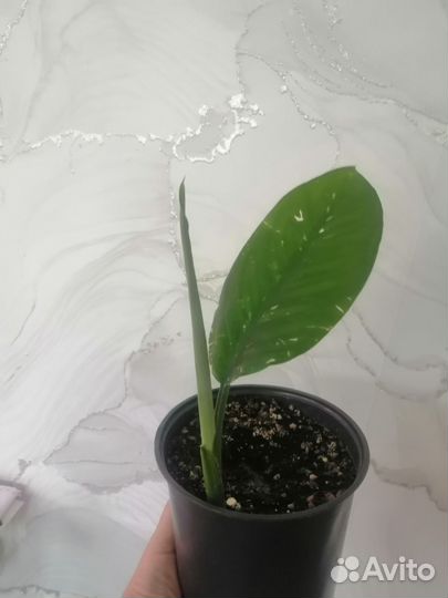 Диффенбахия Тропик Сноу