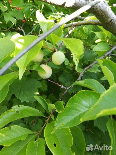 Продам саженцы жёлтой сливы