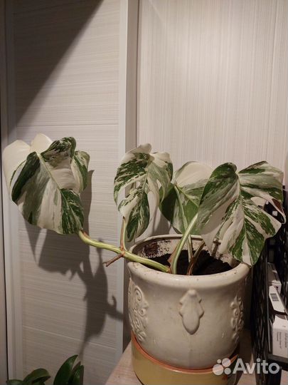 Монстера вариегатная alba