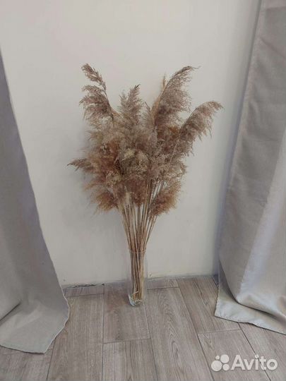 Пампасная трава сухоцветы