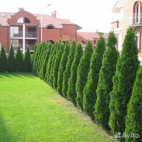 Туя Смарагд