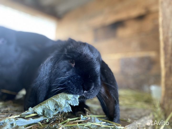 Кролики породы французский баран
