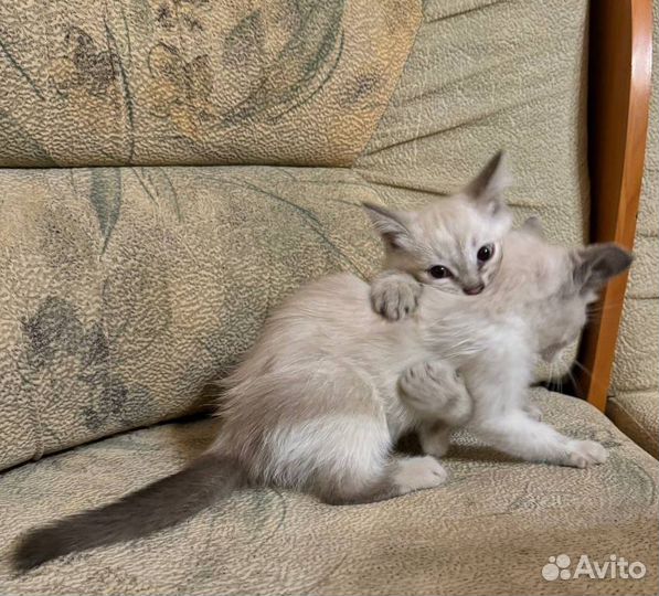 Котята только в добрые руки