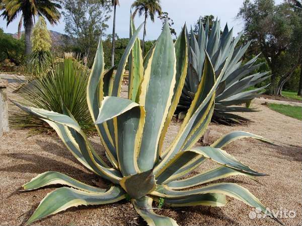 Агава американская (century plant)