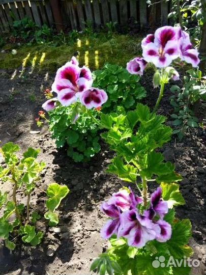 Пеларгония герань