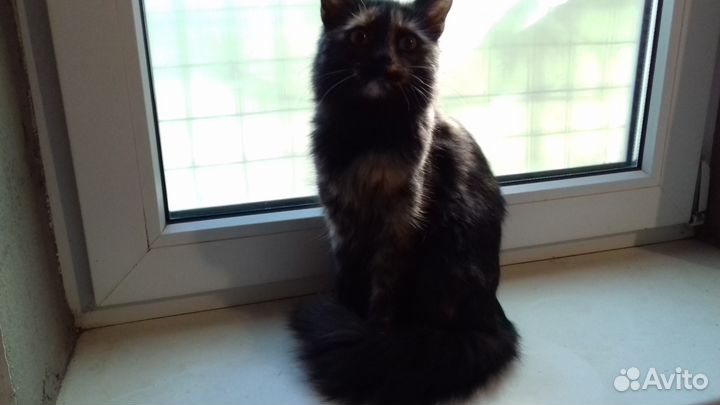 Хвостики и пушистики совершенно бесплатно