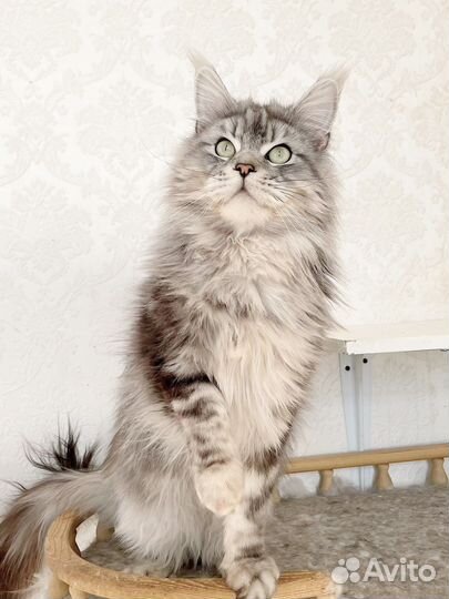 Молодой котик Мейн-кун
