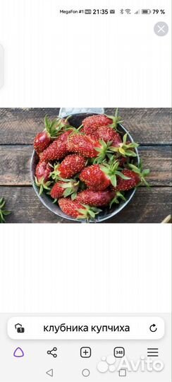 Землеклубника Купчиха