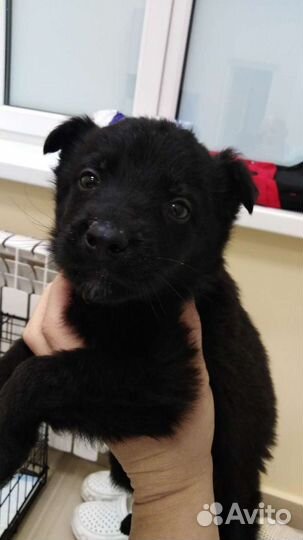 Ветеринарный врач/кастрация/стерилизация