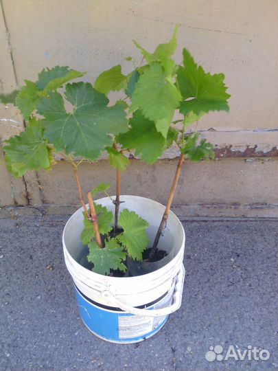 Саженцы винограда Молдова