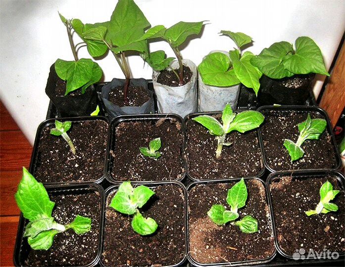 Батат - рассада