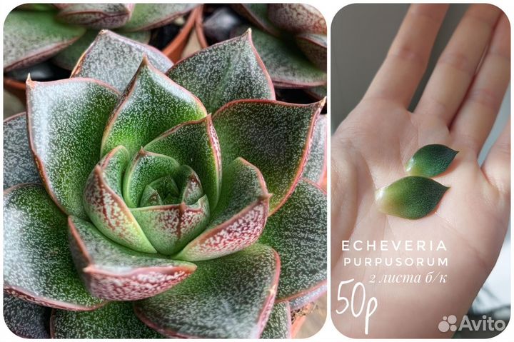 Суккуленты разные от