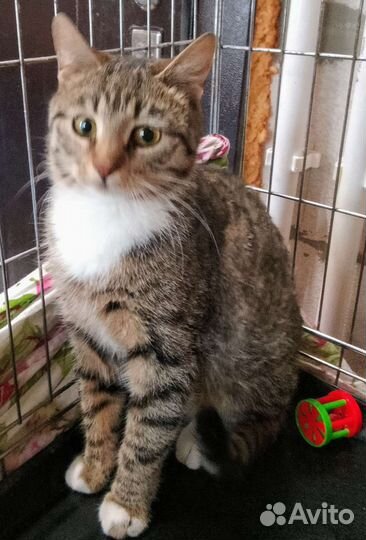 Кошечка- шпротинка-нужен дом