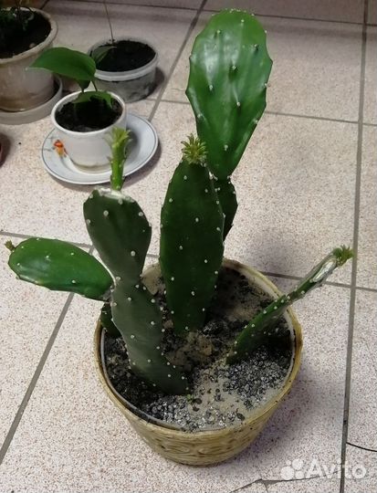 Кактус опунция