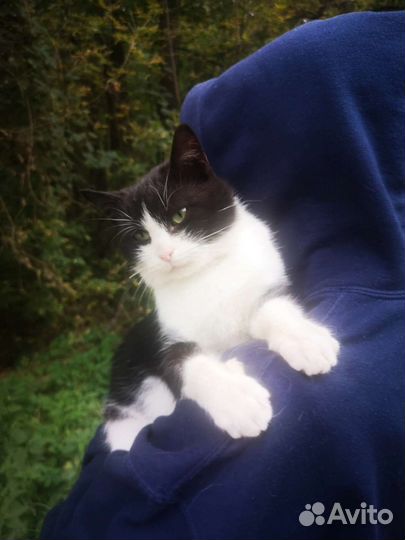 Кот в добрые руки