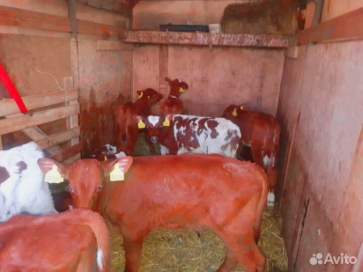 Телята. Доставка