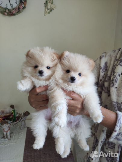 Милашные шпицы